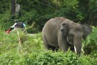Gajah Penuh Luka Berkeliaran di Komplek Perumahan Chevron